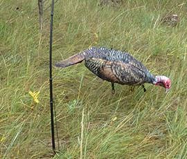 Turkey decoy