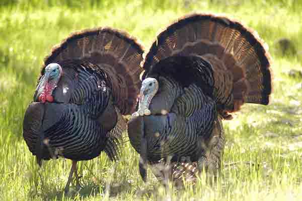 Turkey Hunting in California