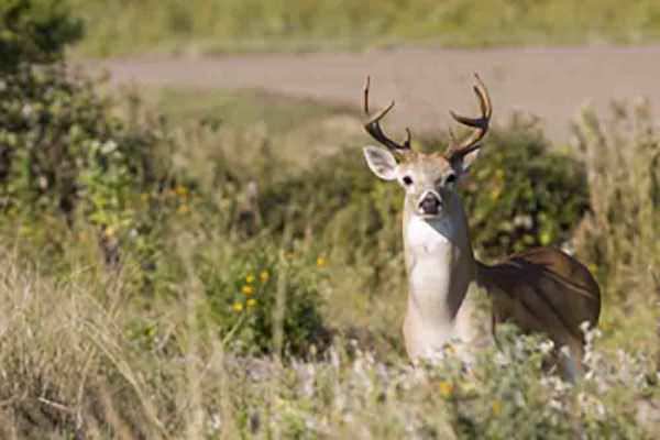 Coues Deer