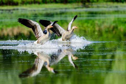 European Ducks