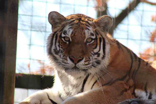 The Brandywine Zoo's Amur tiger, Zhanna, is scheduled to be transferred to the Wildlife Conservation Society's Bronx Zoo in New York early in January 2017