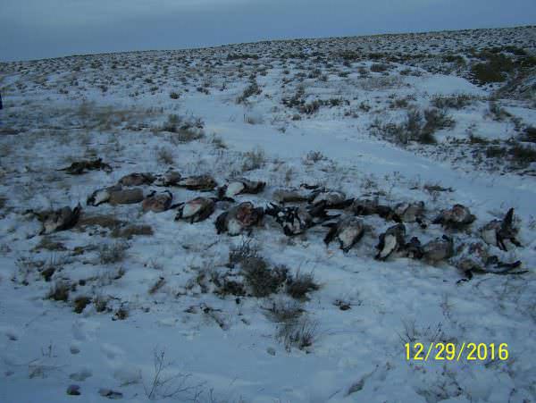 Montana Wasted Canadian Geese