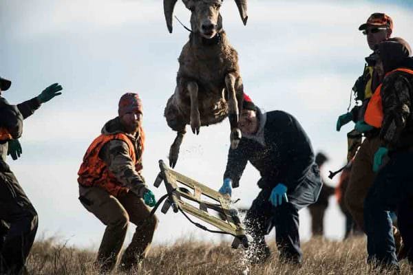 After being processed, a bighorn sheep ram jumps from the scene while being released near Chadron State Park. Releasing the animal are, from left, Greg Schenbeck, Justin Powell, Gary Stevens, Todd Nordeen and Adam Bahl. (NEBRASKAland/Justin Haag)