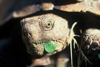 Arizona Desert Tortoise