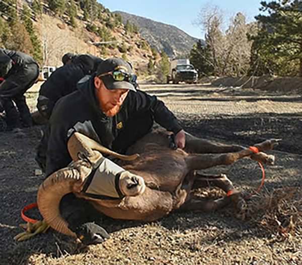 Bighorn sheep captured and relocated to Cochiti Canyon 