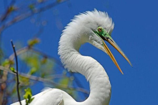 Great Egret