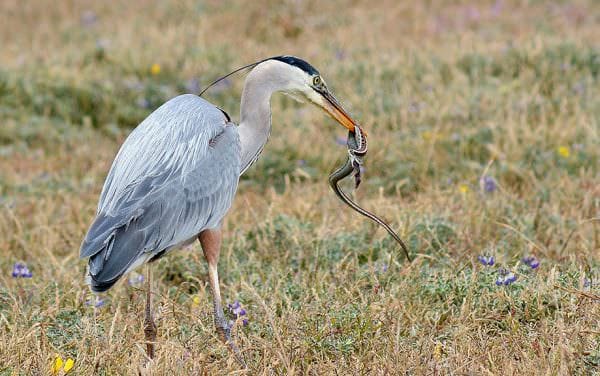 Legislature Honors Sebastopol Photographer for Wildlife Photo of the Year