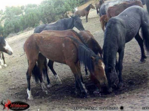 Wild Horses Triple B Complex in October 2015