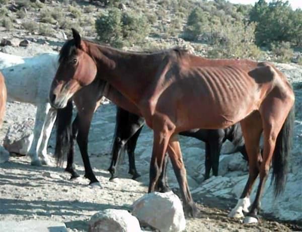 Wild or Feral Horse Population Mismanagement