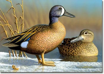 2009-2010 Winning Maryland Duck Stamp Art, by Wally Makukal, Jr.