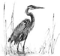 Blue Heron Communications