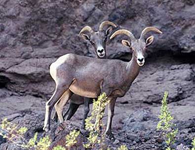 Kofa Boghorn Sheep