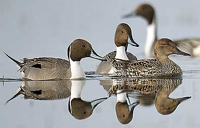 Pintail Ducks