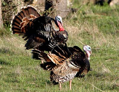 Turkey Hunting