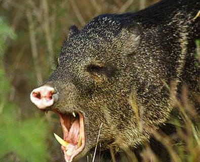 Javelina