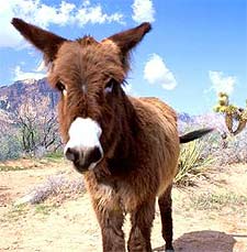 Wild-Burro Wild Burros
