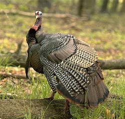 Turkey Hunting