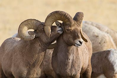 Wyoming Bighorn Sheep