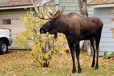 The increase in wildlife populations in the Anchorage area is an important wildlife issue to residents, particularly the moose and bear populations. 