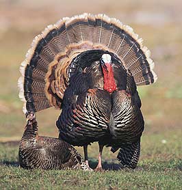 America’s Best Looking Turkey Contest