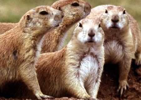 prairie dog