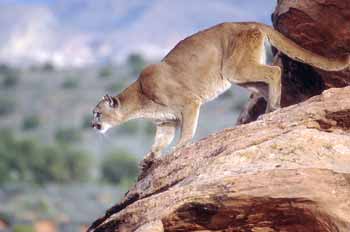 The Division is proposing rules that would guide cougar hunting in Utah for the next three years.