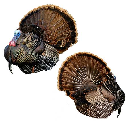 Montana Decoy Mr T turkey Decoy