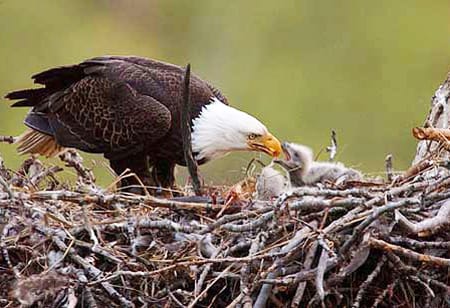 Bald Eagle Nestting