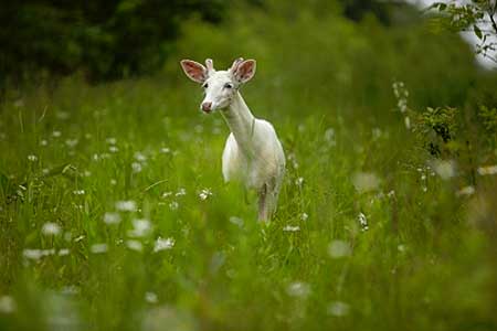 Seneca white deer