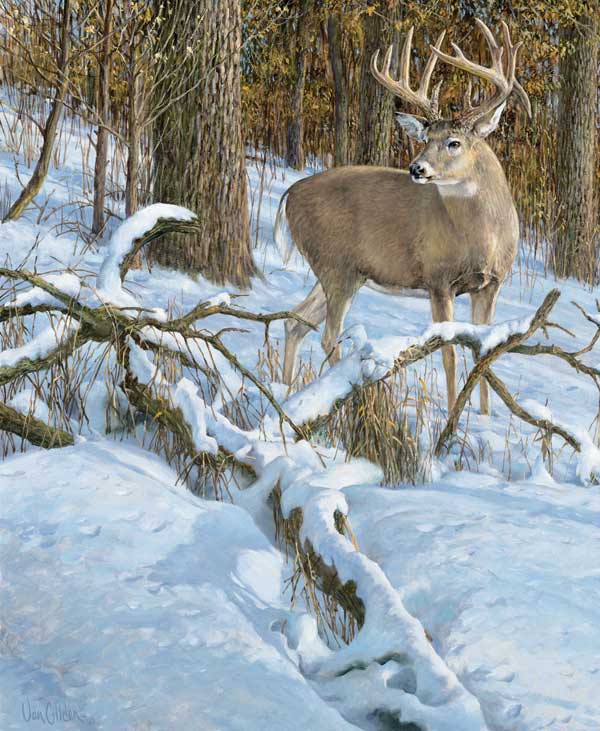 VANGILDER-Whitetail vangilder whitetail