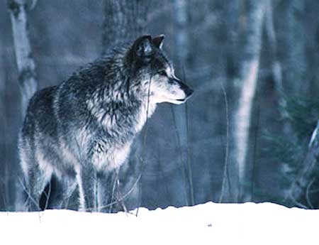 Wolves-in-Michigan Wolves in Michigan
