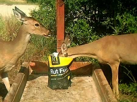 deer-eating-rut-fuel Deer Eating Rack One Rut Fuel
