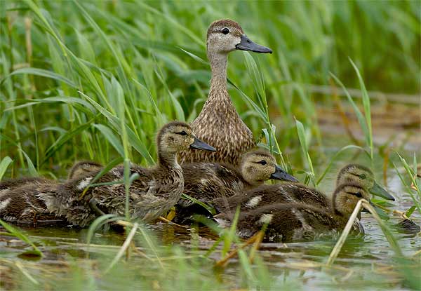 mallard-ducklings mallard ducklings