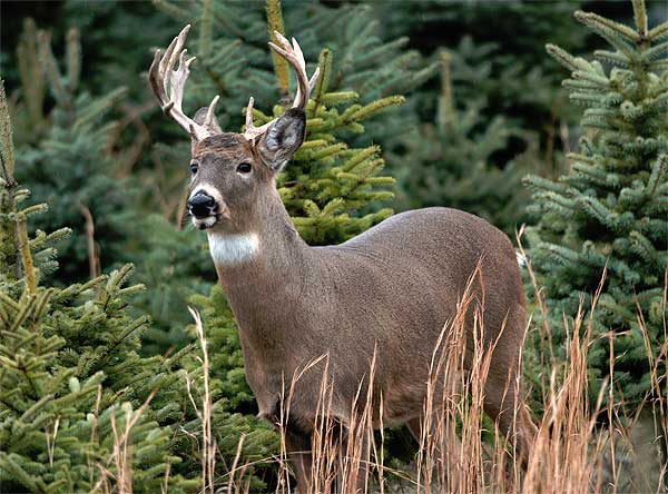 whitetail deer hunting