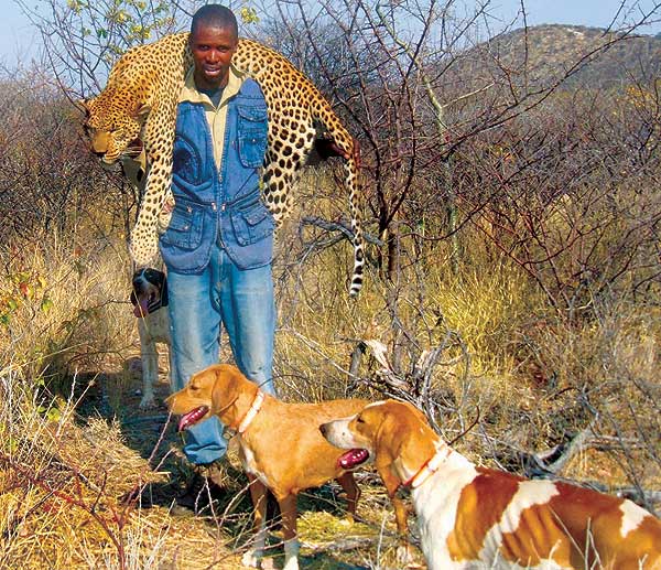 Moshile hunting leopard