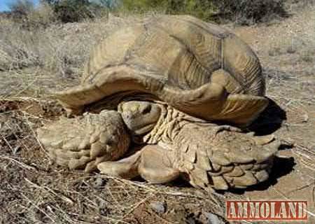 100-Plus Pound Exotic Tortoise Discovered Living In The Arizona Desert