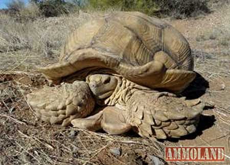 100-Plus Pound Exotic Tortoise Discovered Living In The Arizona Desert