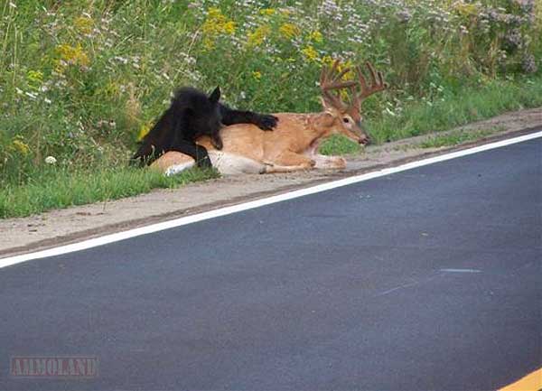 Black Bear Eating Their Kill Along the NJ Turnpike
