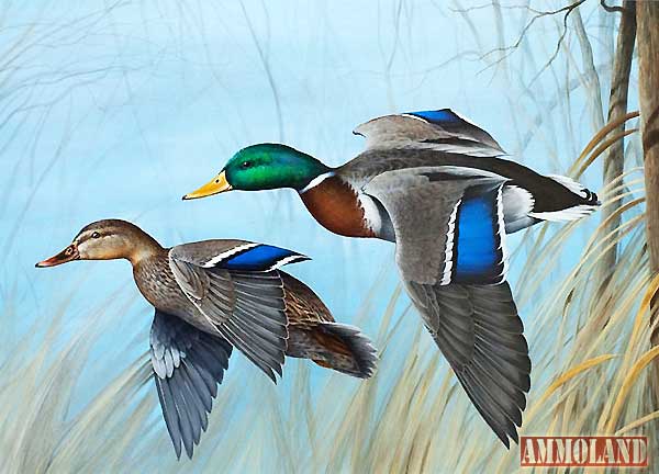 Mallards Tom Morgan Crain of Branson, Missouri