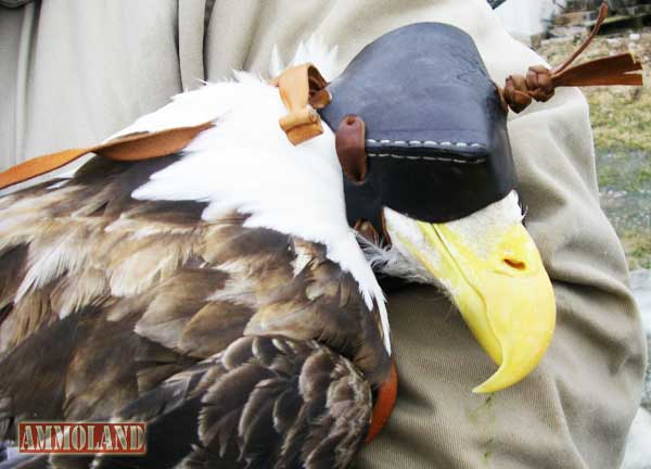 Injured Bald Eagle