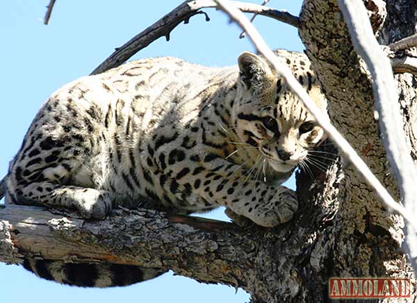 Ocelot-In-Southern-Arizona Ocelot In Southern Arizona