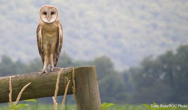 Barn Owls