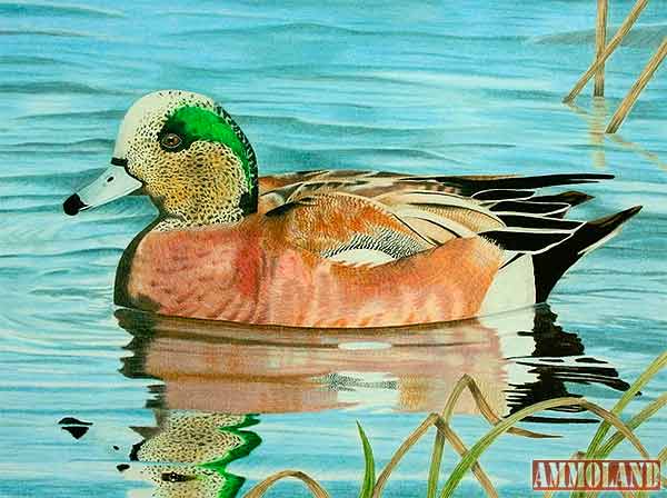 Christina Stockton American Wigeon