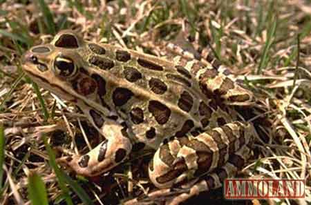 Leopard Frog