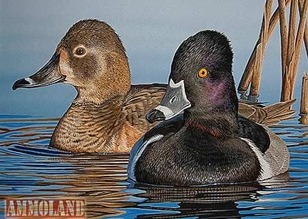 Ringed-Neck Ducks Painted By Jim Denney