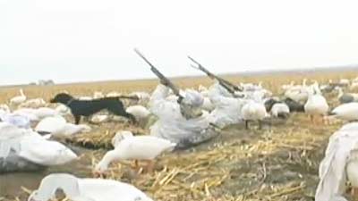 Snow Goose Hunting