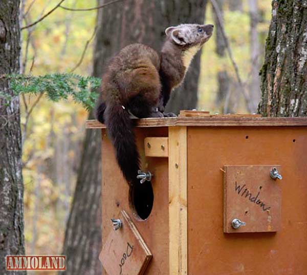 American Marten