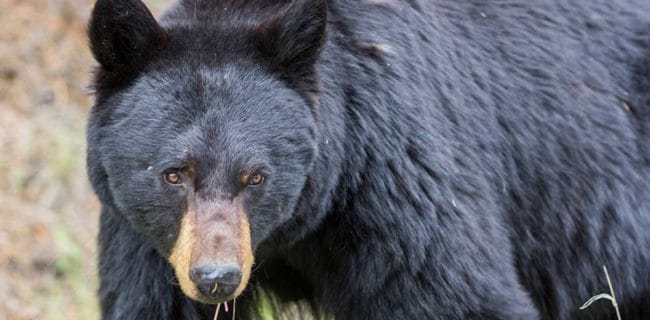 Black Bear Black-Bear iStock-648818154