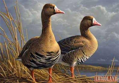 2011-2012 Federal Duck Stamp