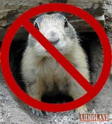 No Prairie Dogs